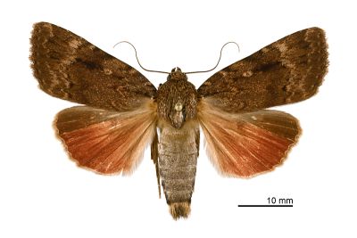 大紅裙雜夜蛾 Amphipyra surnia 雄蟲