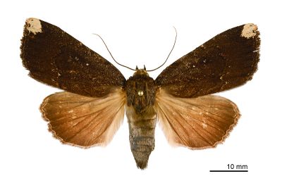 太魯閣雜夜蛾 Amphipyra tarokoensis 雌蟲