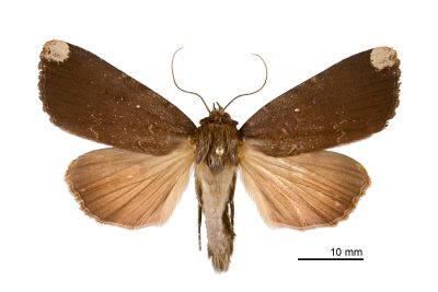 太魯閣雜夜蛾 Amphipyra tarokoensis 雄蟲