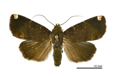 一點頂夜蛾 Callyna monoleuca 雄蟲