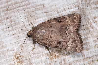 大紅裙雜夜蛾 Amphipyra surnia 雄蟲