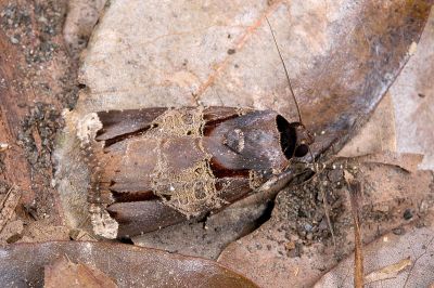 黃斑頂夜蛾 Callyna jugaria 雄蟲