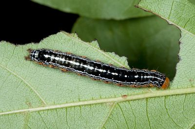 一點頂夜蛾 Callyna monoleuca