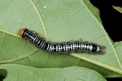 一點頂夜蛾 Callyna monoleuca