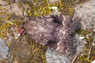 蓬萊雜夜蛾 Amphipyra formosana 雄蟲