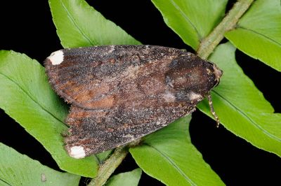 一點頂夜蛾 Callyna monoleuca 雄蟲