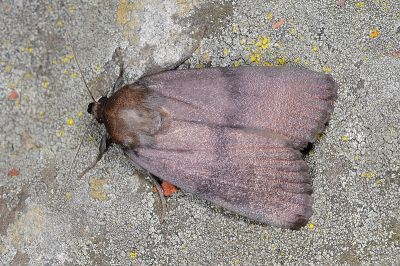 無紋紅裙雜夜蛾 Amphipyra fuscusa 雌蟲
