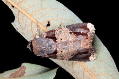 黃斑頂夜蛾 Callyna jugaria 雄蟲