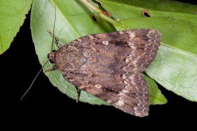 大紅裙雜夜蛾 Amphipyra surnia 雄蟲