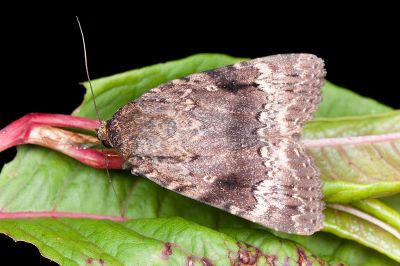 蓬萊雜夜蛾 Amphipyra formosana 雄蟲
