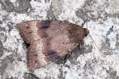 蓬萊雜夜蛾 Amphipyra formosana 雌蟲