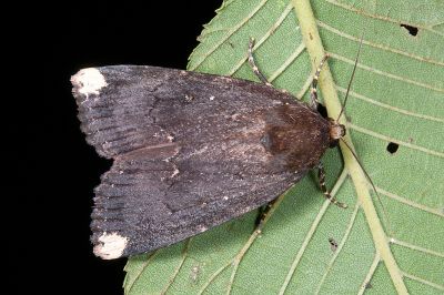 太魯閣雜夜蛾 Amphipyra tarokoensis 雌蟲