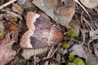 石山雜夜蛾 Amphipyra shyrshana 雄蟲