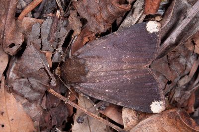 太魯閣雜夜蛾 Amphipyra tarokoensis 雄蟲