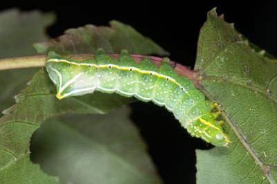 蓬萊雜夜蛾 Amphipyra formosana