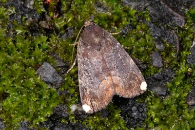 一點頂夜蛾 Callyna monoleuca 雄蟲