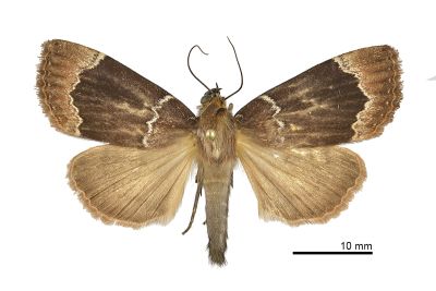 石山雜夜蛾 Amphipyra shyrshana 雄蟲