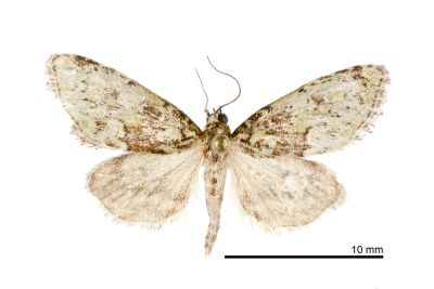 白點斑小苔蘚夜蛾 Bryomoia melachlora 雄蟲