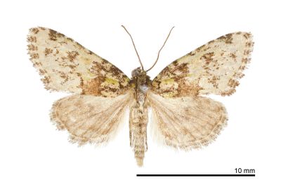 白點斑小苔蘚夜蛾 Bryomoia melachlora 雄蟲