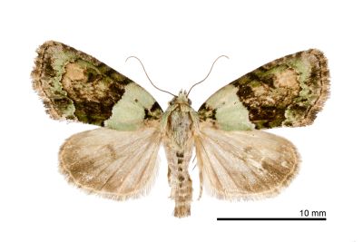 基綠苔蘚夜蛾 Cryphia basichlora 雄蟲