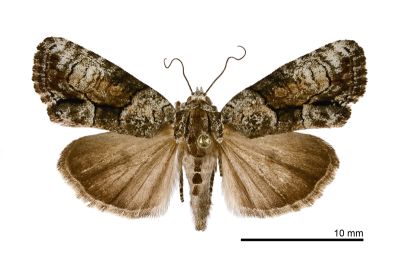 暗苔蘚夜蛾 Cryphia granitalis 雄蟲