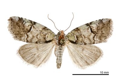 明蘚夜蛾 Stenoloba clarescens 雌蟲