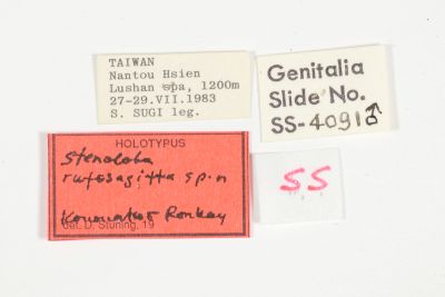 橙緣綠蘚夜蛾 Stenoloba rufosagitta