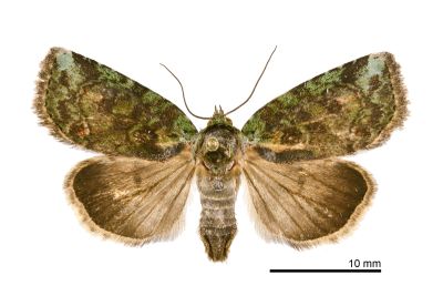 曼雷綠蘚夜蛾 Stenoloba manleyi formosana 雌蟲