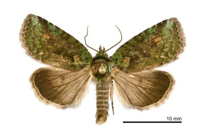 曼雷綠蘚夜蛾 Stenoloba manleyi formosana 雄蟲