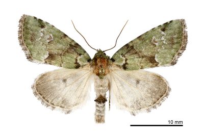 橄欖綠蘚夜蛾 Stenoloba olivacea 雌蟲