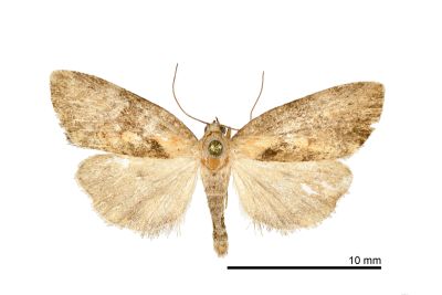 Strotihypera flavipuncta 雄蟲