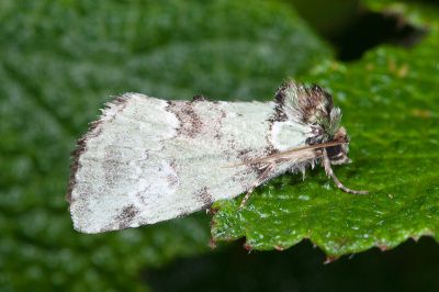橄欖綠蘚夜蛾 Stenoloba olivacea 雄蟲