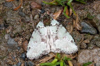 橄欖綠蘚夜蛾 Stenoloba olivacea 雄蟲