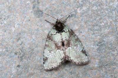 橄欖綠蘚夜蛾 Stenoloba olivacea 雌蟲