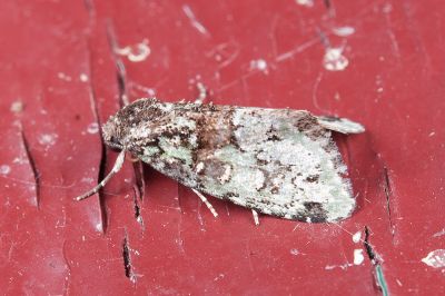 白點斑小苔蘚夜蛾 Bryomoia melachlora 雄蟲