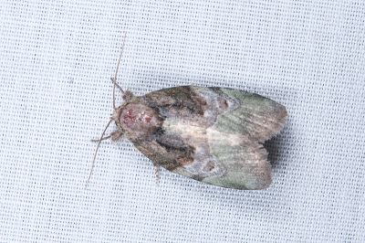 暗基綠蘚夜蛾 Stenoloba nigrabasalis 雄蟲
