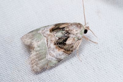 暗基綠蘚夜蛾 Stenoloba nigrabasalis 雌蟲