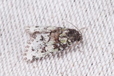 白點斑小苔蘚夜蛾 Bryomoia melachlora 雄蟲