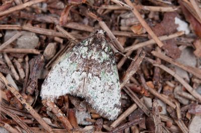 白點斑小苔蘚夜蛾 Bryomoia melachlora 雄蟲