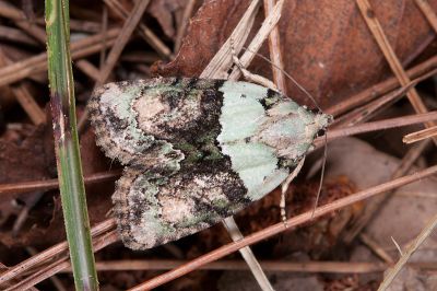基綠苔蘚夜蛾 Cryphia basichlora 雌蟲