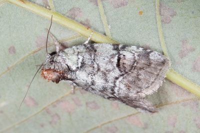 明蘚夜蛾 Stenoloba clarescens 雌蟲