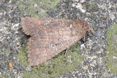 大耳紋夜蛾 Condica illecta 雄蟲
