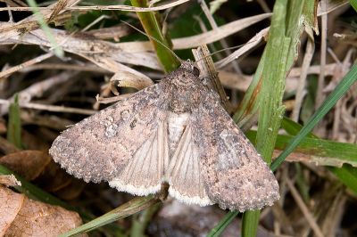 大耳紋夜蛾 Condica illecta 雄蟲