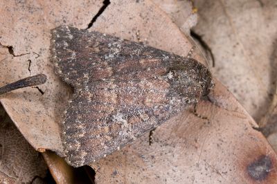 大耳紋夜蛾 Condica illecta 雄蟲