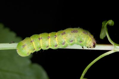 大耳紋夜蛾 Condica illecta
