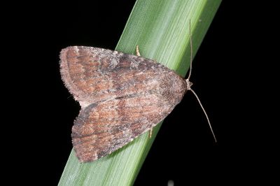 中華裴夜蛾 Acosmetia chinensis 雄蟲