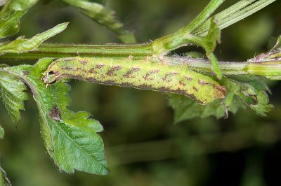 大耳紋夜蛾 Condica illecta