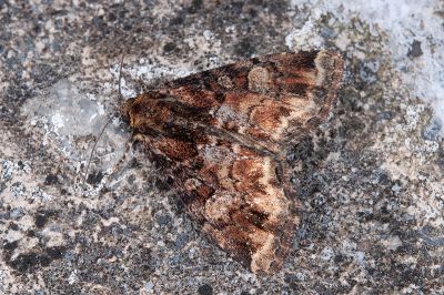 水斳夜蛾 Pyrrhidivalva sordida 雄蟲