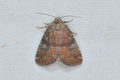 中華裴夜蛾 Acosmetia chinensis 雄蟲