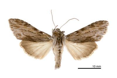 趙氏冬夜蛾 Cucullia jungtaichaoi 雄蟲